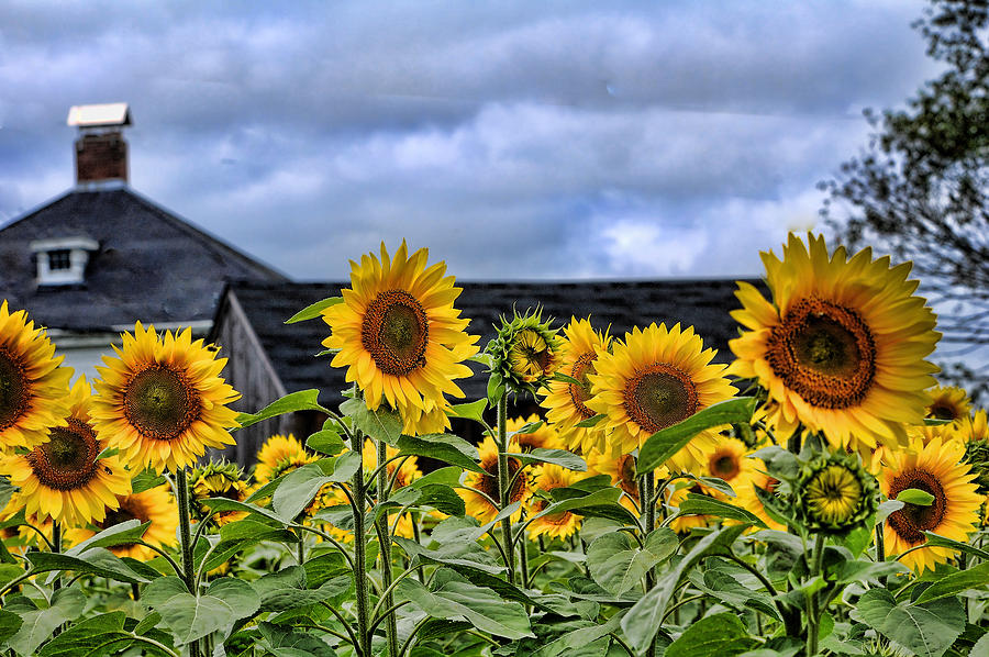 Buttonwood Sunflowers Photograph by Edward Sobuta