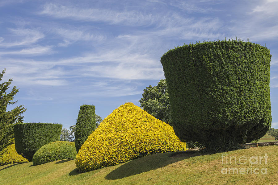 Buxus trees in English garden Photograph by Patricia Hofmeester