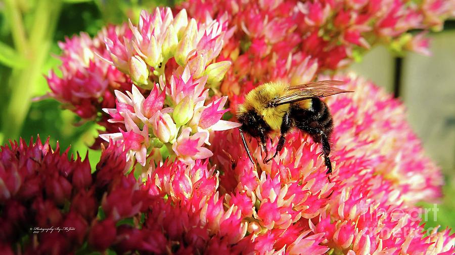 Buzy Bee Photograph