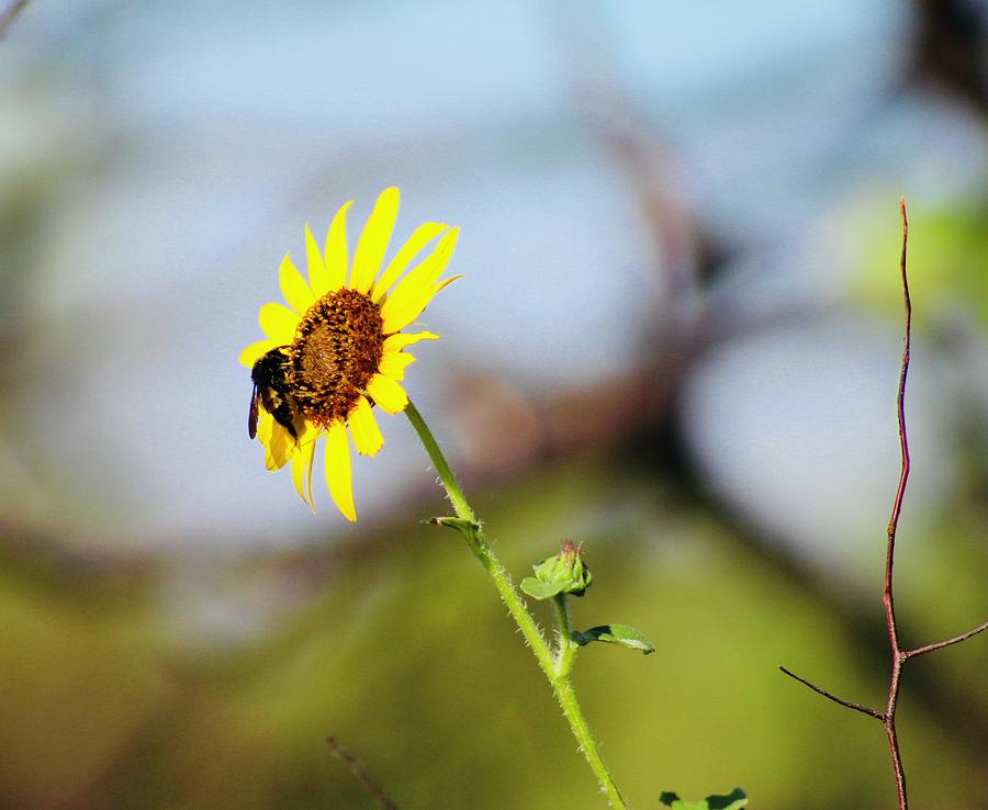Sunflower Photograph - Buzy Bee by Suzette Munson