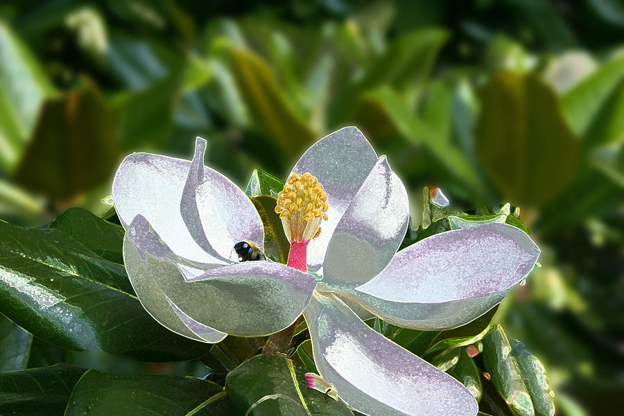 Magnolia Movie Photograph - Buzz and the Magnolia by Barry Jones