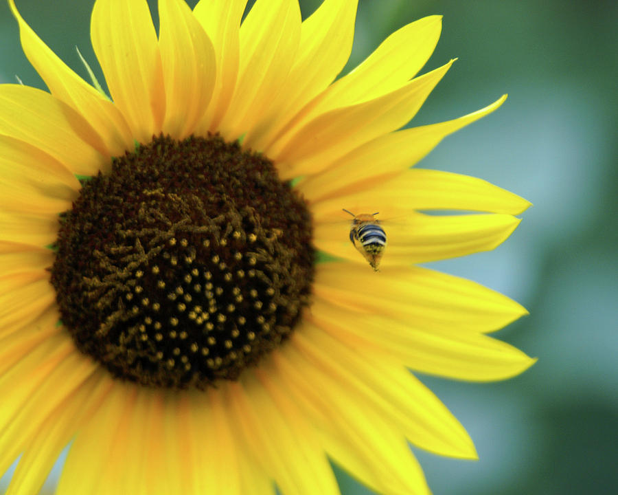 Sunflower Photograph - Buzz by Harold Eskew