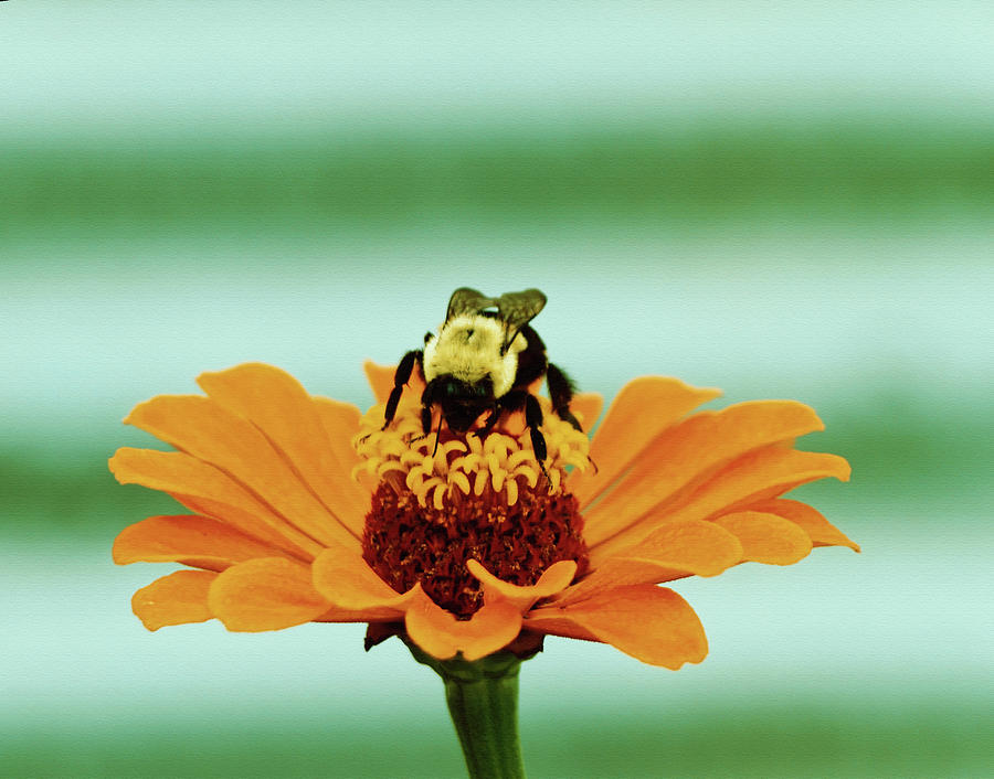 Buzz -bumblebee Photograph by Tom Druin