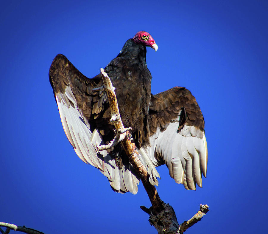 Buzzard Turkey Vulture Photograph by Jennifer Myers Fine Art America