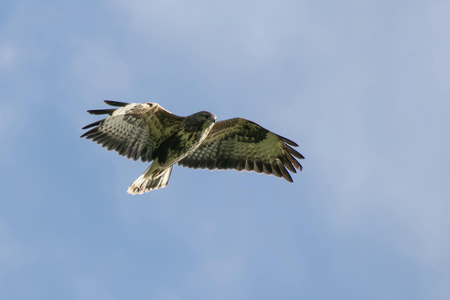 Buzzard Photograph by Wendy Cooper