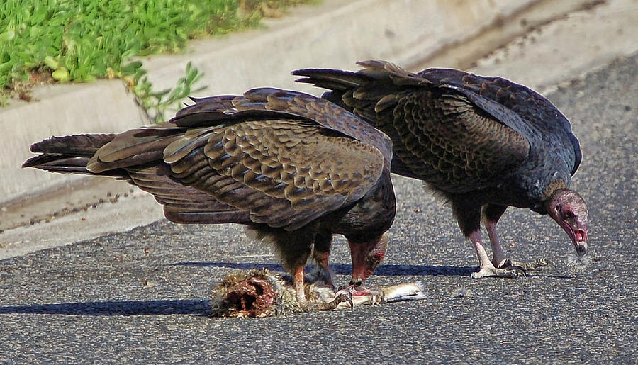 Buzzards Feasting Photograph by Linda Brody