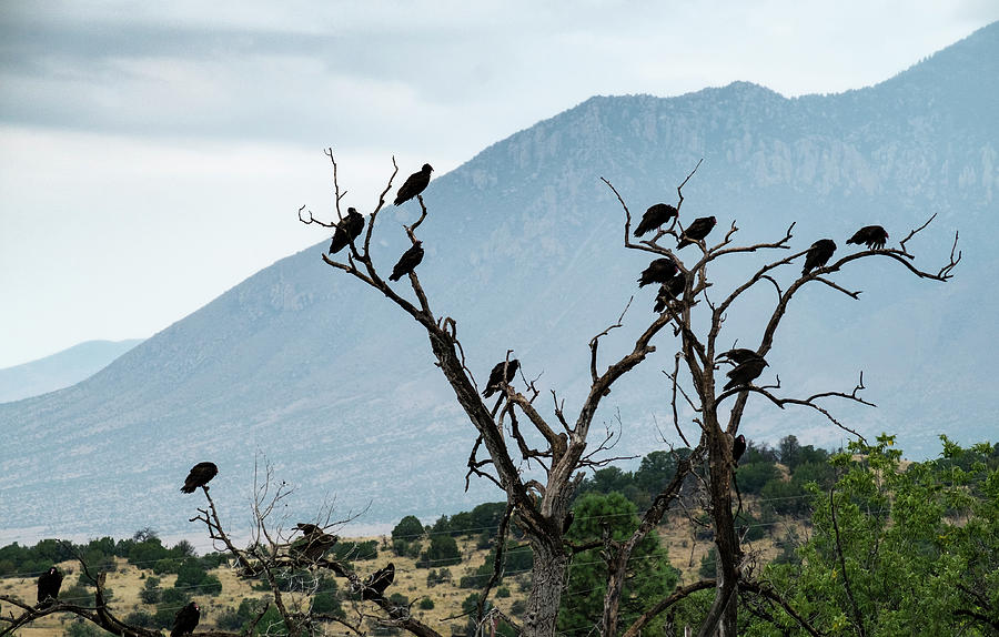 Buzzards In A Tree Photograph