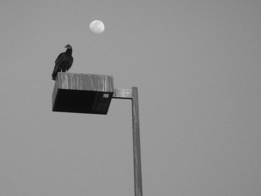 Buzzards Moonlight Perch Photograph by WaLdEmAr BoRrErO