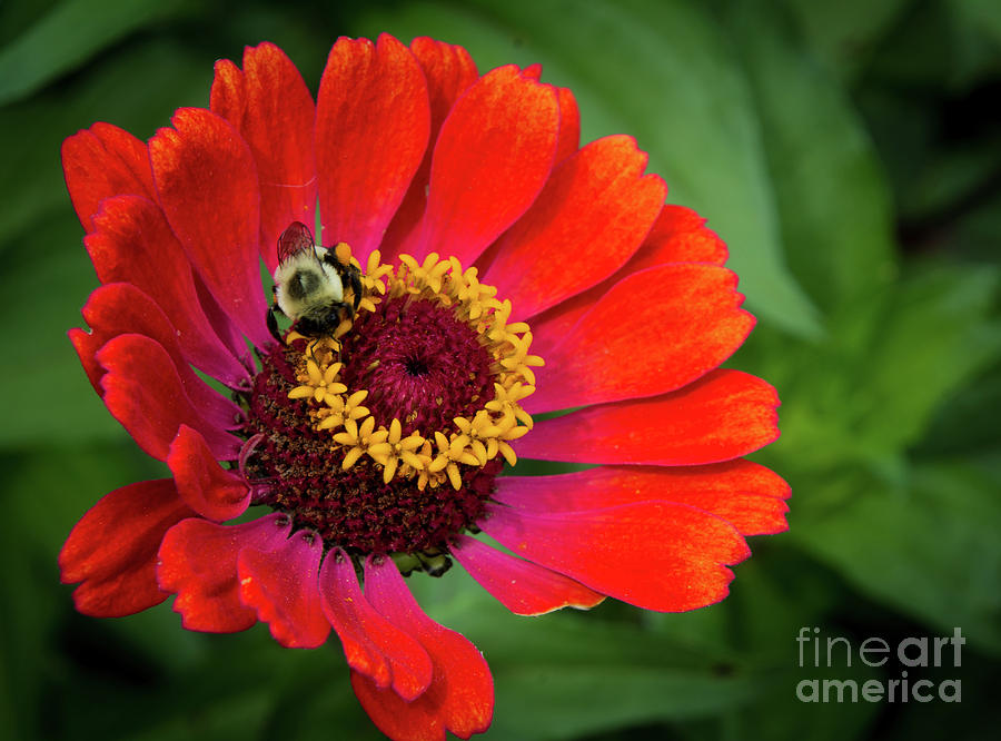 Buzzing Bee Photograph by Deborah Klubertanz