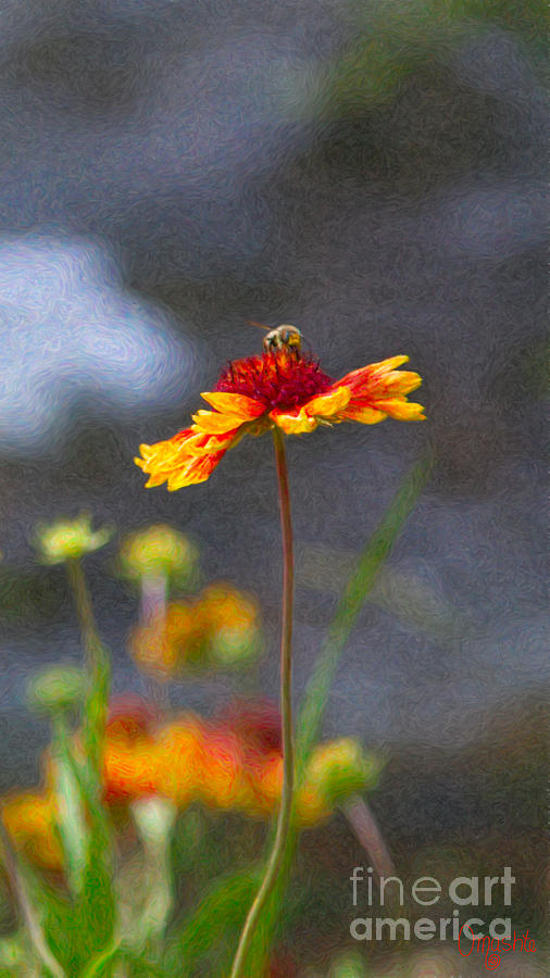 Buzzing Blissfully Methow Valley Flowers by Omashte Photograph by Omaste Witkowski
