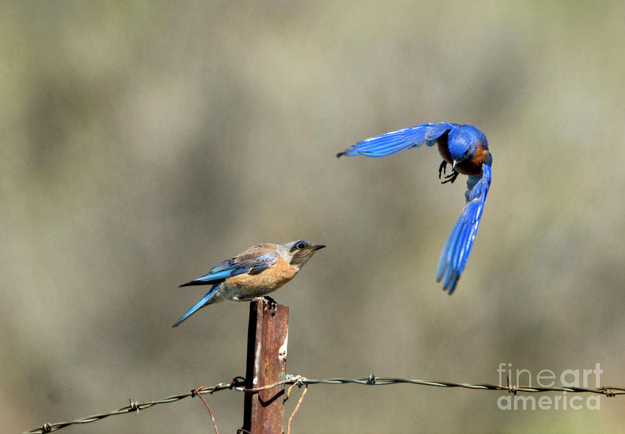 Bluebird Photograph - Buzzing By by Michael Dawson