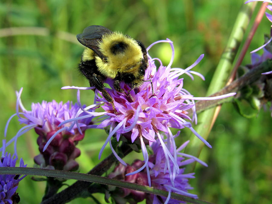 Buzzy Bee Photograph by Sara Evans | Fine Art America