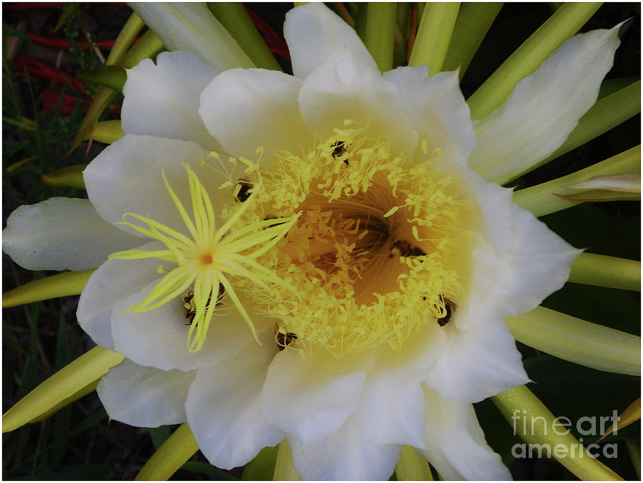 Buzzy Cactus Flower Photograph by By Divine Light