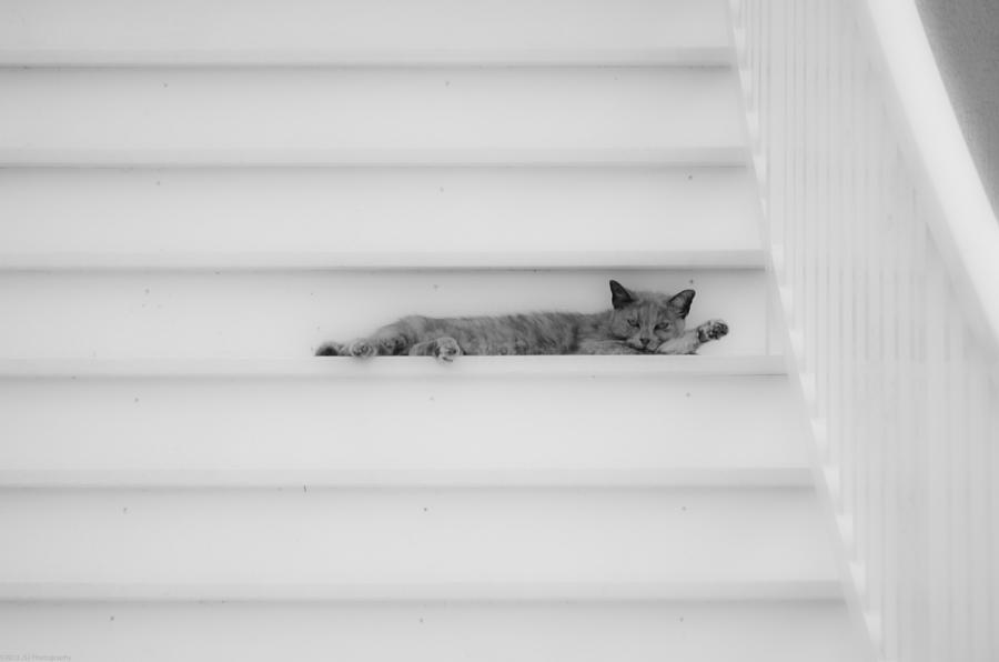 BW Cat Stairway to Heaven Photograph by Jeff at JSJ Photography