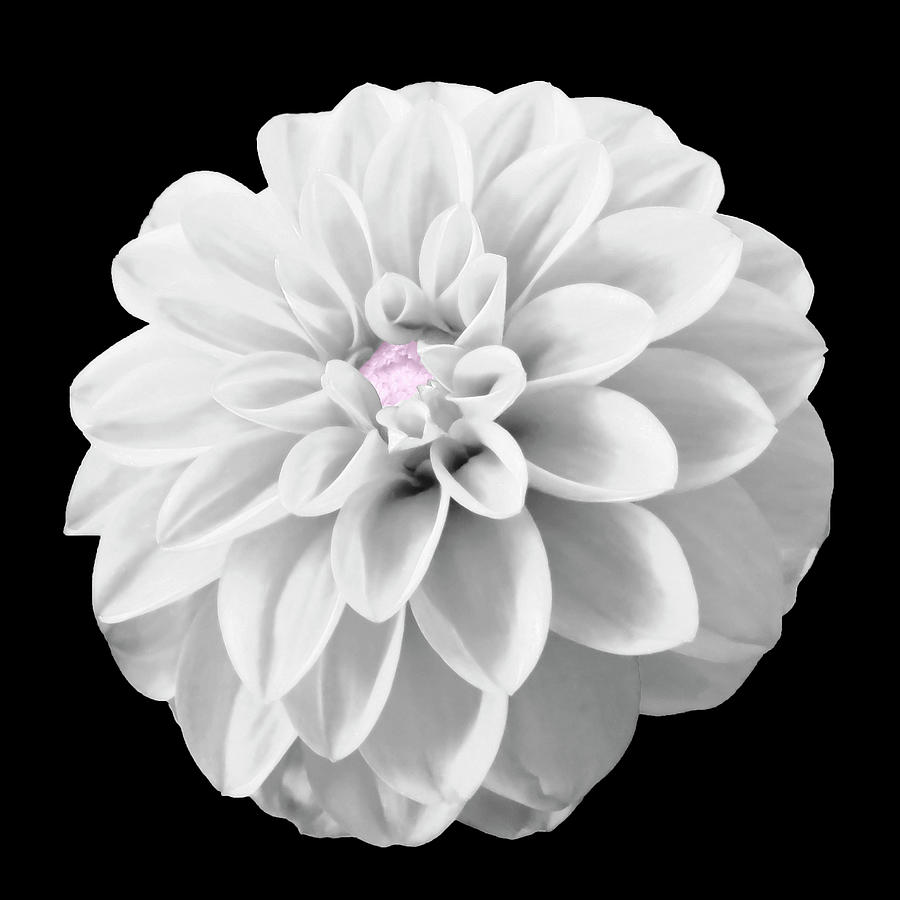 BW Dahlia And Touch Of Pink Photograph by Johanna Hurmerinta