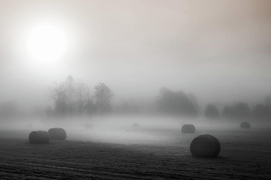 BW Golden Mist Photograph by Kelly Kennon