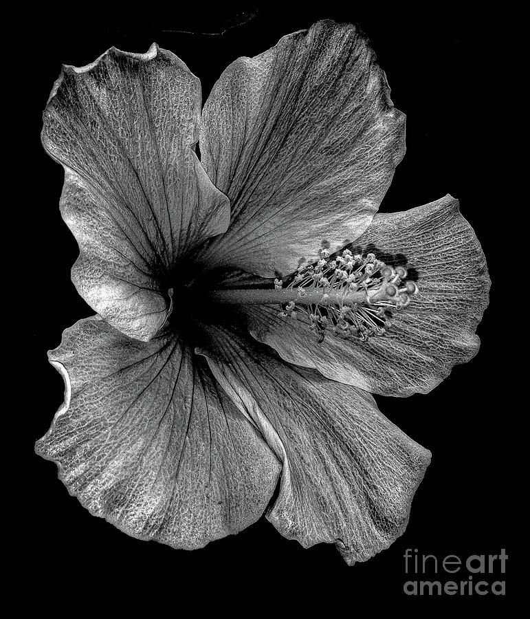 BW Hibiscus Photograph by Barry Bohn