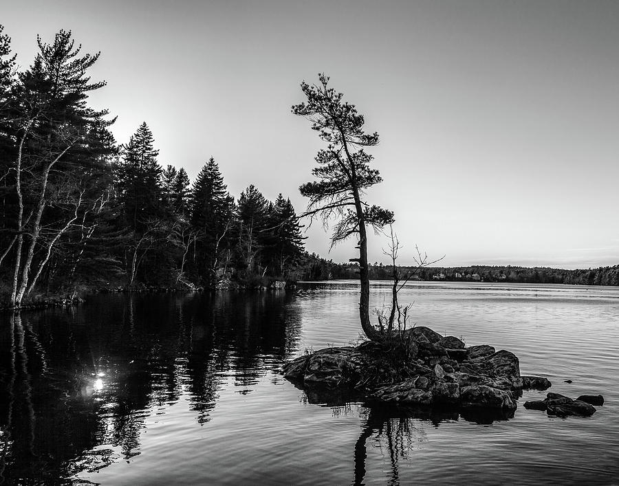 Lonely Tree in Black and White Photograph by Irena Kazatsker - Pixels