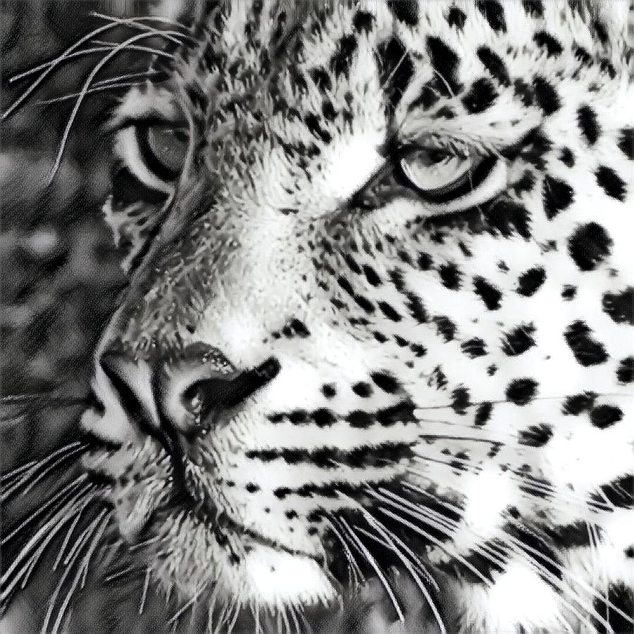 BW Leopard  Photograph by Gini Moore