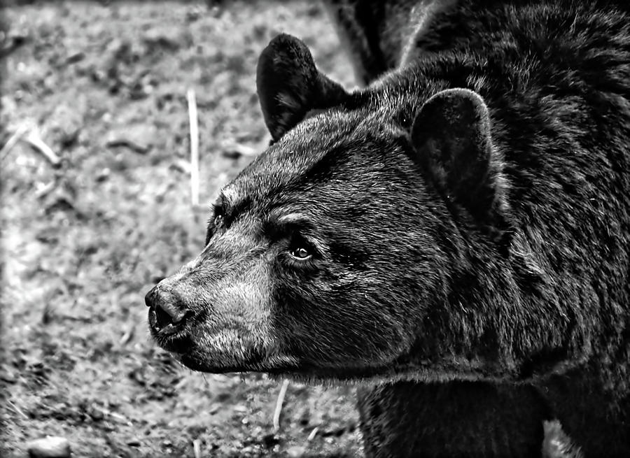 BW Maine Brown Bear Photograph by Catherine Melvin - Fine Art America