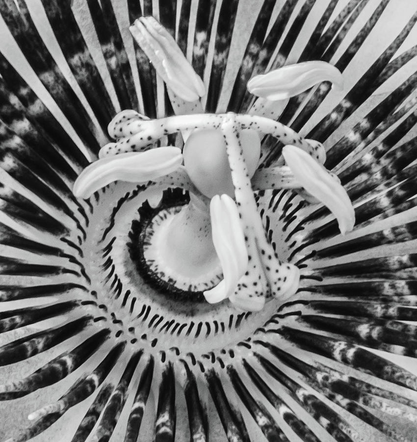 BW Marco of Passiflora in Bermuda Photograph by Jeff at JSJ Photography