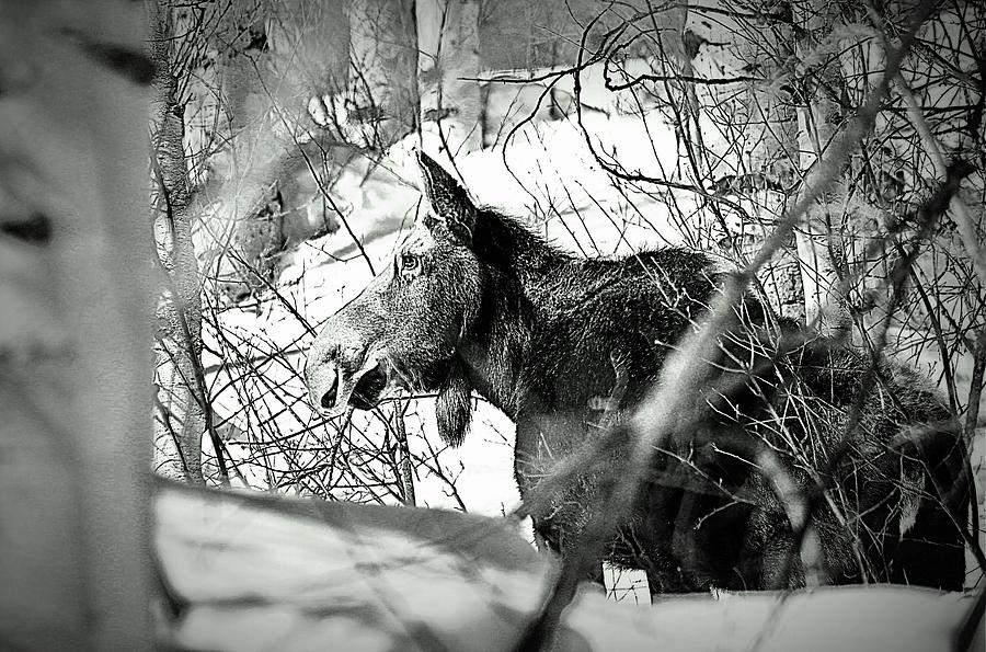 BW Mighty Moose Photograph by Matt Helm
