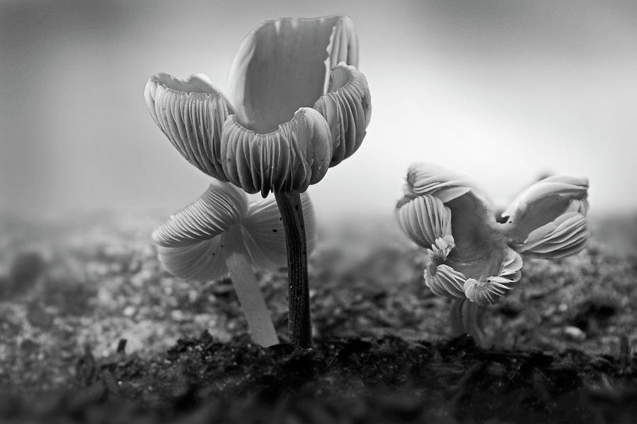 BW Mushroom - 365- 232 Photograph by Inge Riis McDonald