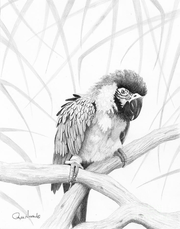 Parrot Drawing - BW Parrot by Phyllis Howard