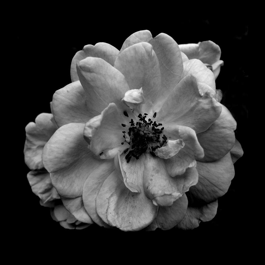 Black And White Photograph - BW Rose by Misentropy