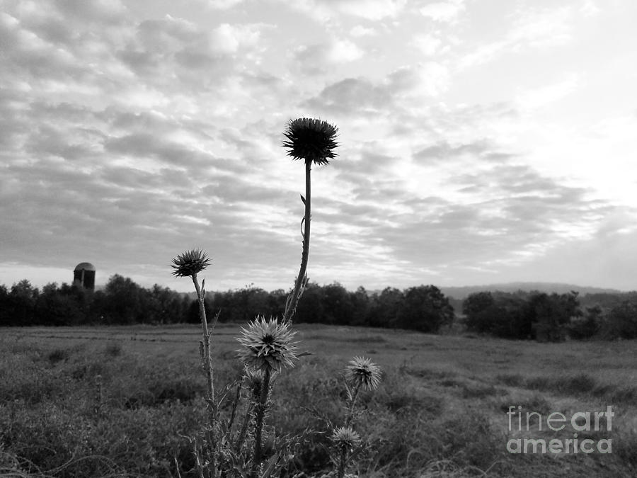 Bw Thistle  Photograph by Maria Urso