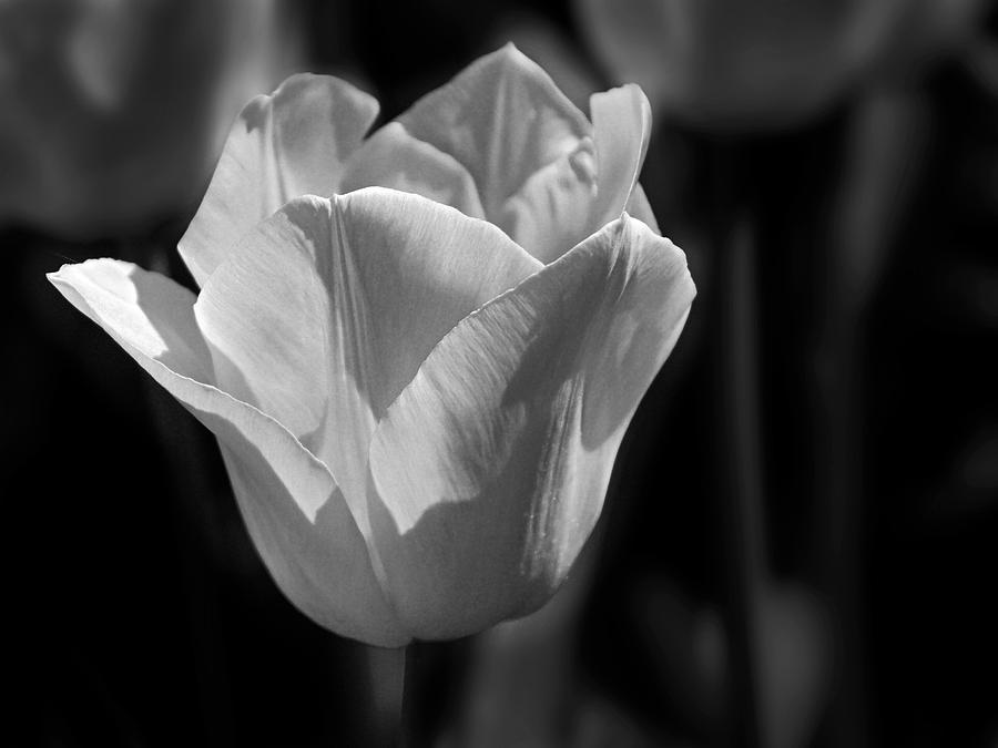 Tulip Photograph - BW tulip - 365-26 by Inge Riis McDonald