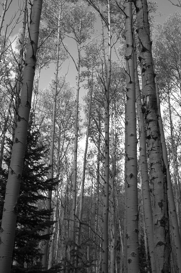 BW View of Aspens Photograph by James Gay