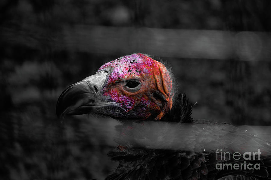 BW Vulture - Wildlife Photograph by Adrian De Leon Art and Photography