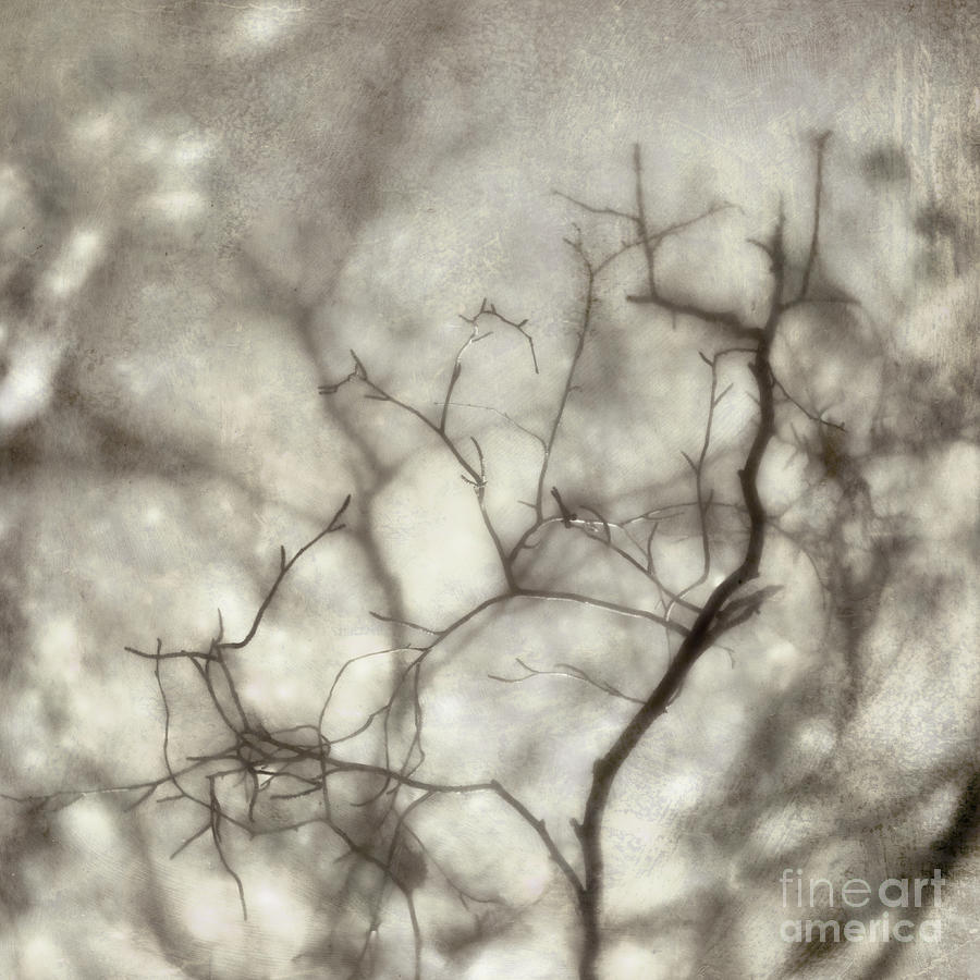 bw1 Photograph by Priska Wettstein