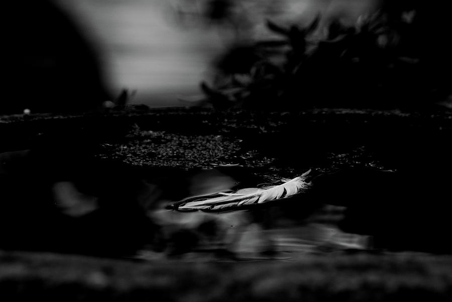 Floating on a Still Pond - bw Photograph by Marilyn Wilson