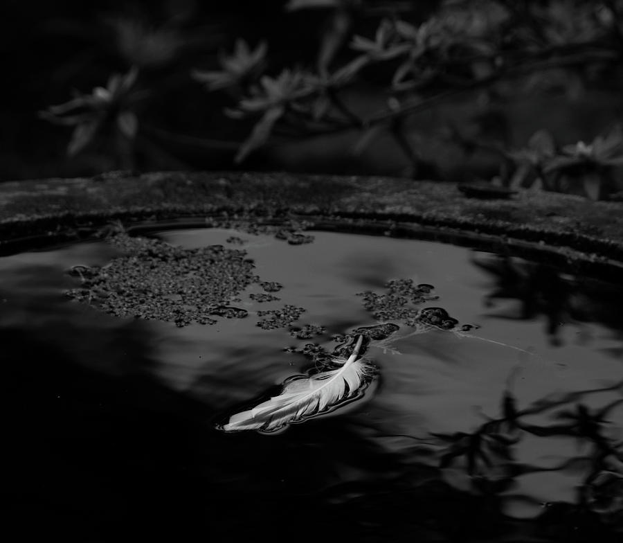 Light as a Feather - bw Photograph by Marilyn Wilson