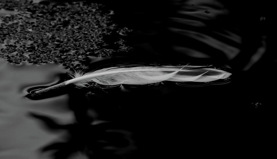 Feather Floating on a Still Pond - bw Photograph by Marilyn Wilson