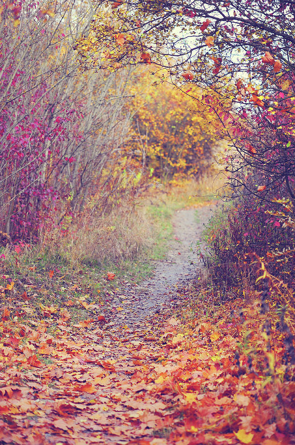 By Autumn Path 1 Photograph by Jenny Rainbow