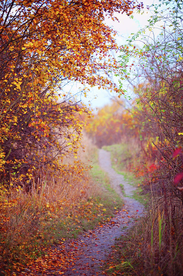 By Autumn Path 2 Photograph by Jenny Rainbow