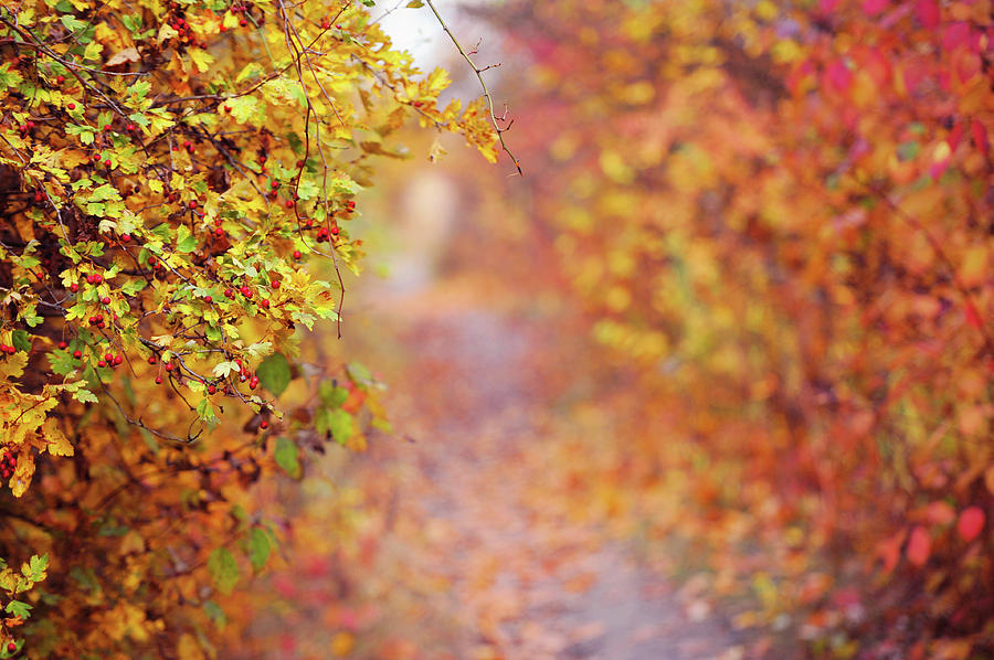 Fall Photograph - By Autumn Path by Jenny Rainbow