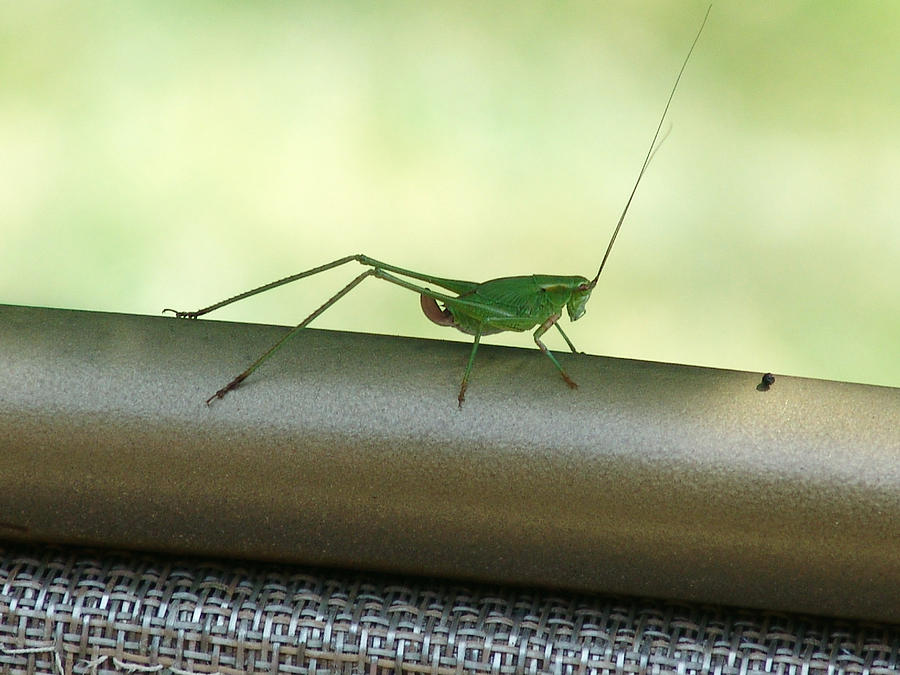 Cricket Photograph - By Jiminy by Kevin Callahan