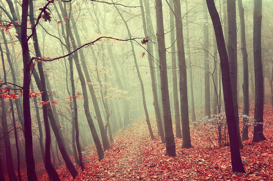 Fall Photograph - By Misty Autumn Path by Jenny Rainbow