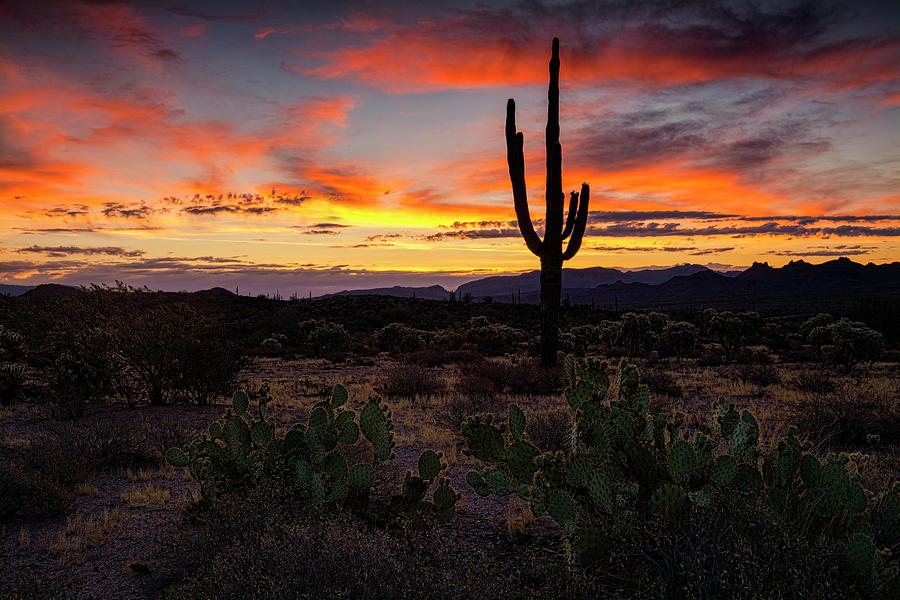 By The Desert Dawn Light  Photograph by Saija Lehtonen