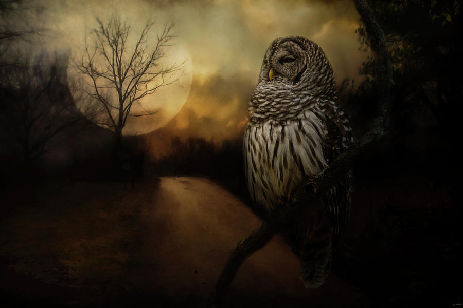 By The Light Of The Full Moon Owl Art Photograph by Jai Johnson