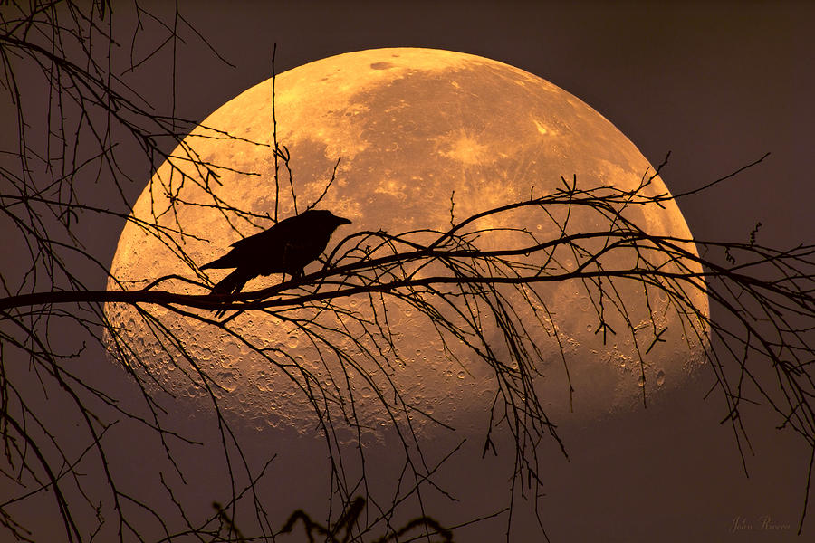 By the light of the Moon Photograph by John Rivera