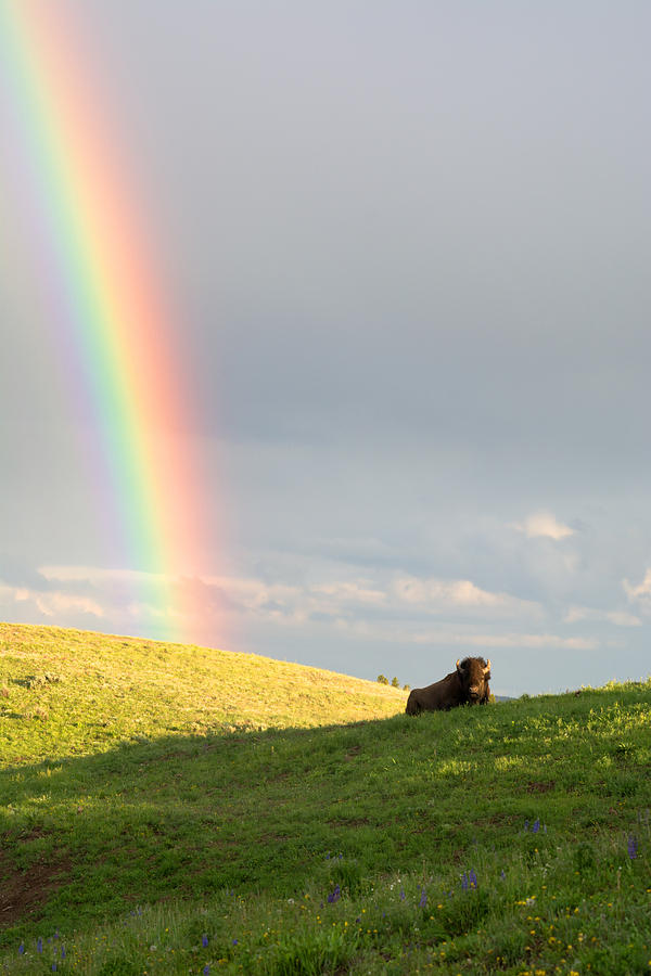 By The Rainbow Photograph