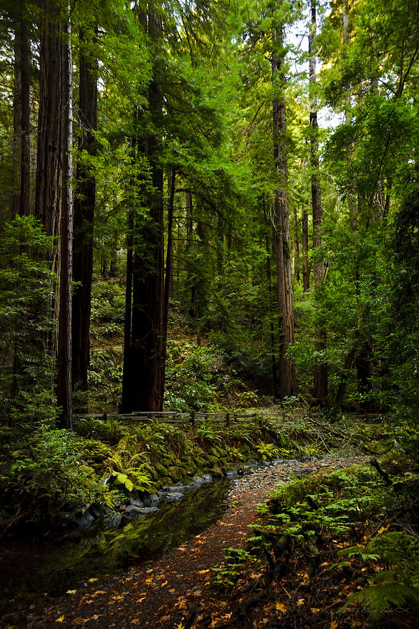 By The Stream In Muir Woods Photograph