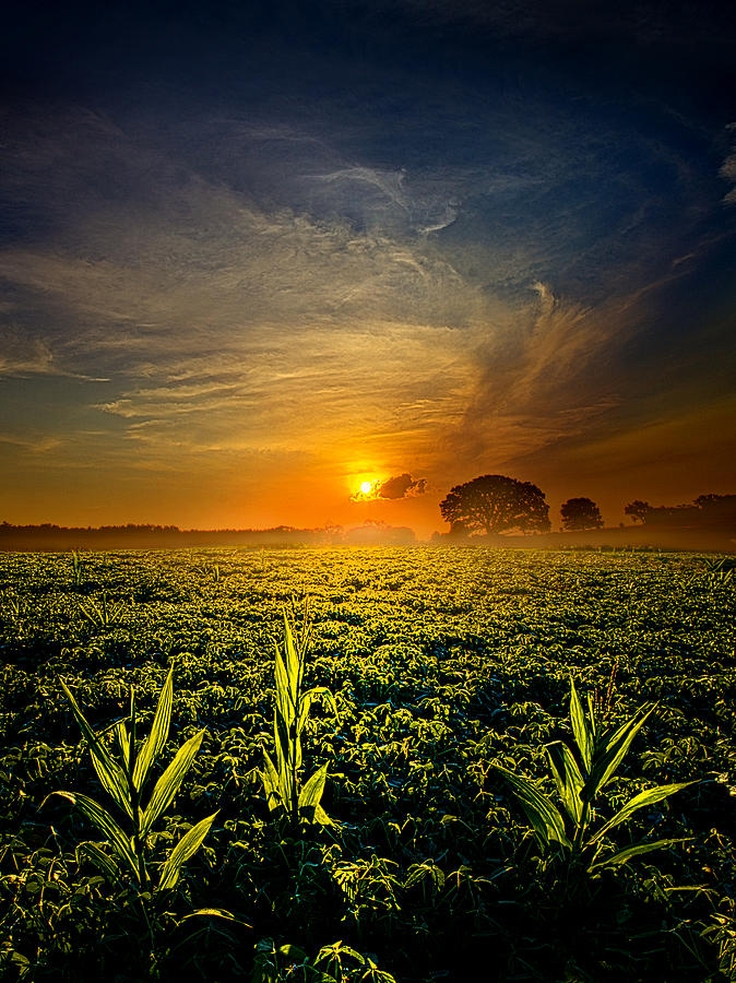 Landscape Photograph - By Three by Phil Koch
