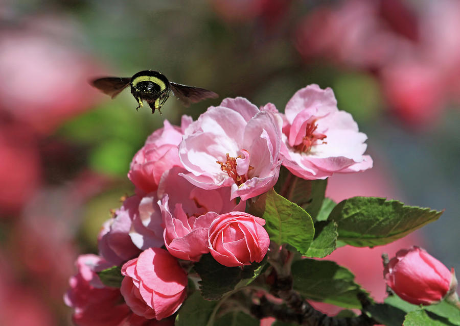 Flower Photograph - Bye-Bye by Donna Kennedy