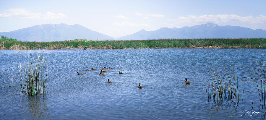 Salt Lake City Photograph - Bye Ducks by Zach Johanson